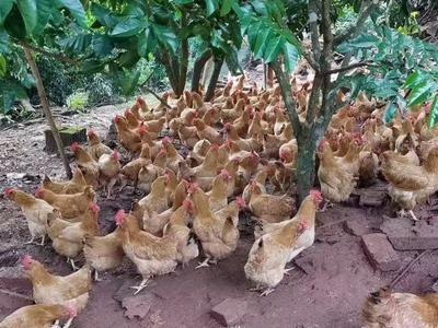 正宗胡須雞苗與鵝苗供應(yīng) 包運(yùn)費(fèi)、包路損的優(yōu)質(zhì)養(yǎng)殖選擇