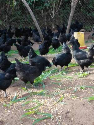 云南西雙版納景洪市五黑雞苗批發(fā)，綠殼蛋雞新選擇