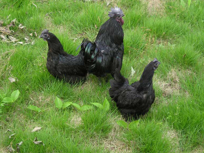 東營鵝苗、德州笨雞苗與山東土雞苗 常年孵化，品質(zhì)保障