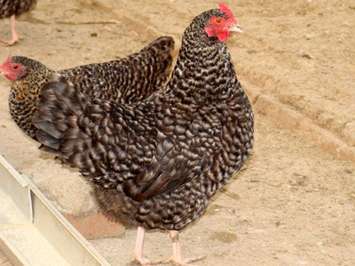 蘆花雞與鵝苗混合培養(yǎng)的注意事項(xiàng)