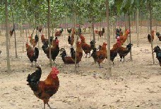 黑龍江大慶雞苗孵化與重慶良鳳花雞苗廠家合作探析