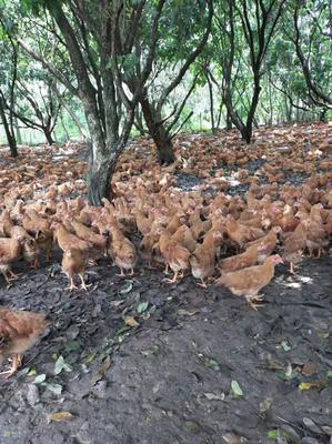 廣西南寧西鄉(xiāng)塘區(qū)優(yōu)質(zhì)雞苗批發(fā) 12.50元/只，剦雞苗等一應(yīng)俱全