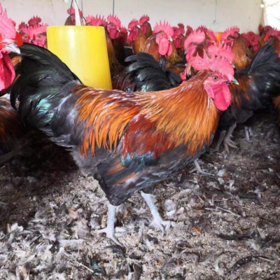 優(yōu)質(zhì)家禽苗種批發(fā)供應(yīng) 廣元、巴中、綿陽及漢中地區(qū)全覆蓋