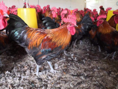 廣東廣州白云區麻雞苗批發 1.50元/只青腳麻雞苗與鵝苗供應詳情