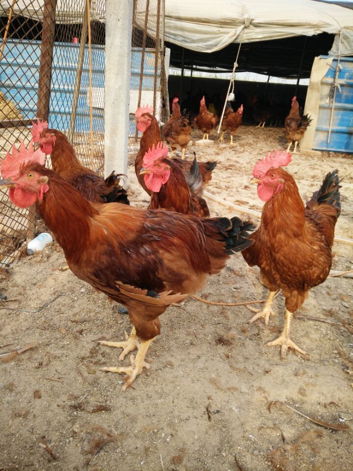兗州市紅玉種雞場(chǎng) 優(yōu)質(zhì)雞苗的可靠選擇