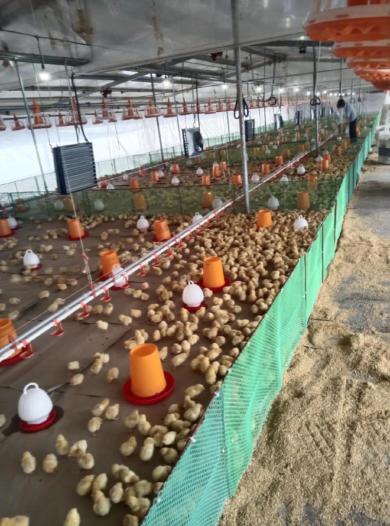 金雞落地，一本萬利——2024年第六批雞苗順利到場(chǎng)紀(jì)實(shí)