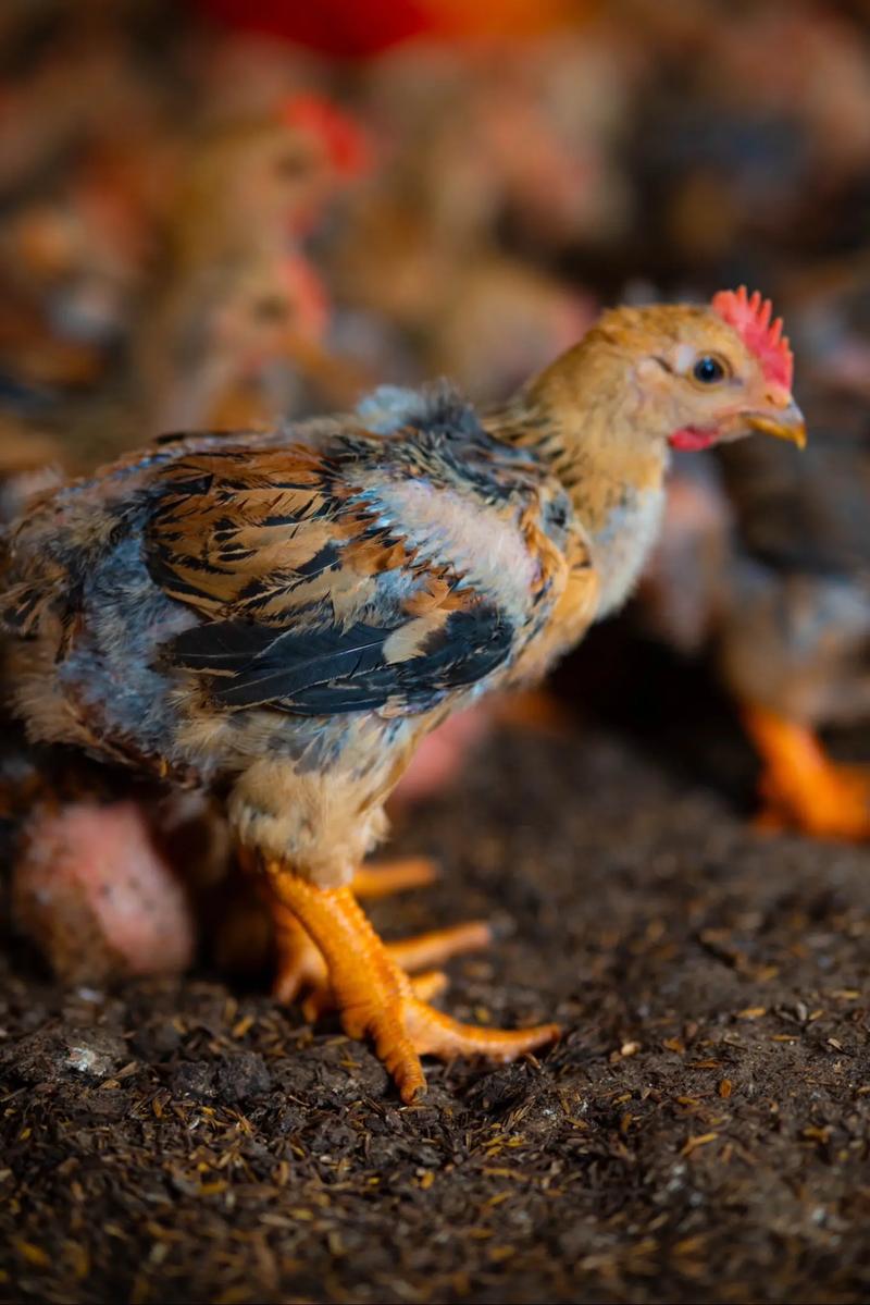 現(xiàn)場(chǎng)實(shí)拍脫溫雞苗與極品901鴨苗 真實(shí)呈現(xiàn)，品質(zhì)保障