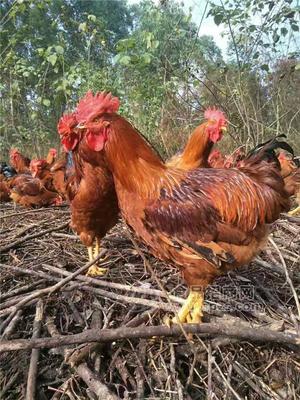 脫溫黃腳雞苗與鴨苗養(yǎng)殖行情分析