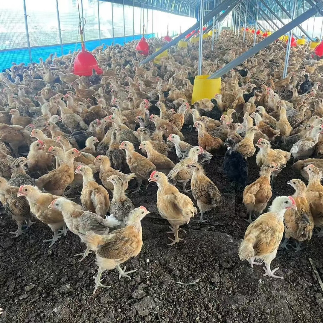 活體雞苗選購指南 從脫溫到半大雞苗，麻雞與土雞的選擇