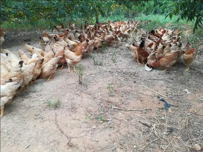 土雞雞苗養殖全流程指南 從選苗到出欄