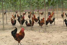 黑龍江大慶雞苗孵化與重慶良鳳花雞苗廠家鵝苗供應(yīng)解析