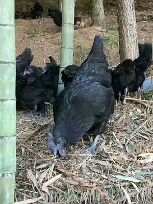 五黑雞苗與綠殼蛋雞苗批發(fā)指南 全國托運(yùn)、圖片展示及鴨苗推薦