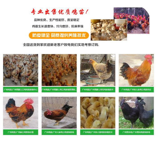 豐盛雞苗孵化廠 專業(yè)孵化雞苗與鵝苗的優(yōu)質(zhì)市場(chǎng)供應(yīng)商