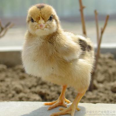 廣西南寧靈山土雞 高質(zhì)雞苗與三年質(zhì)保的養(yǎng)殖新選擇