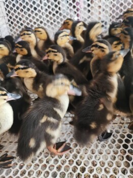 泰州地區鴨苗與雞苗批發價格及市場分析