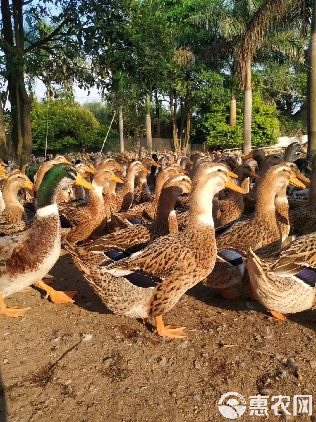 大種麻鴨苗 優(yōu)質(zhì)肉鴨品種介紹