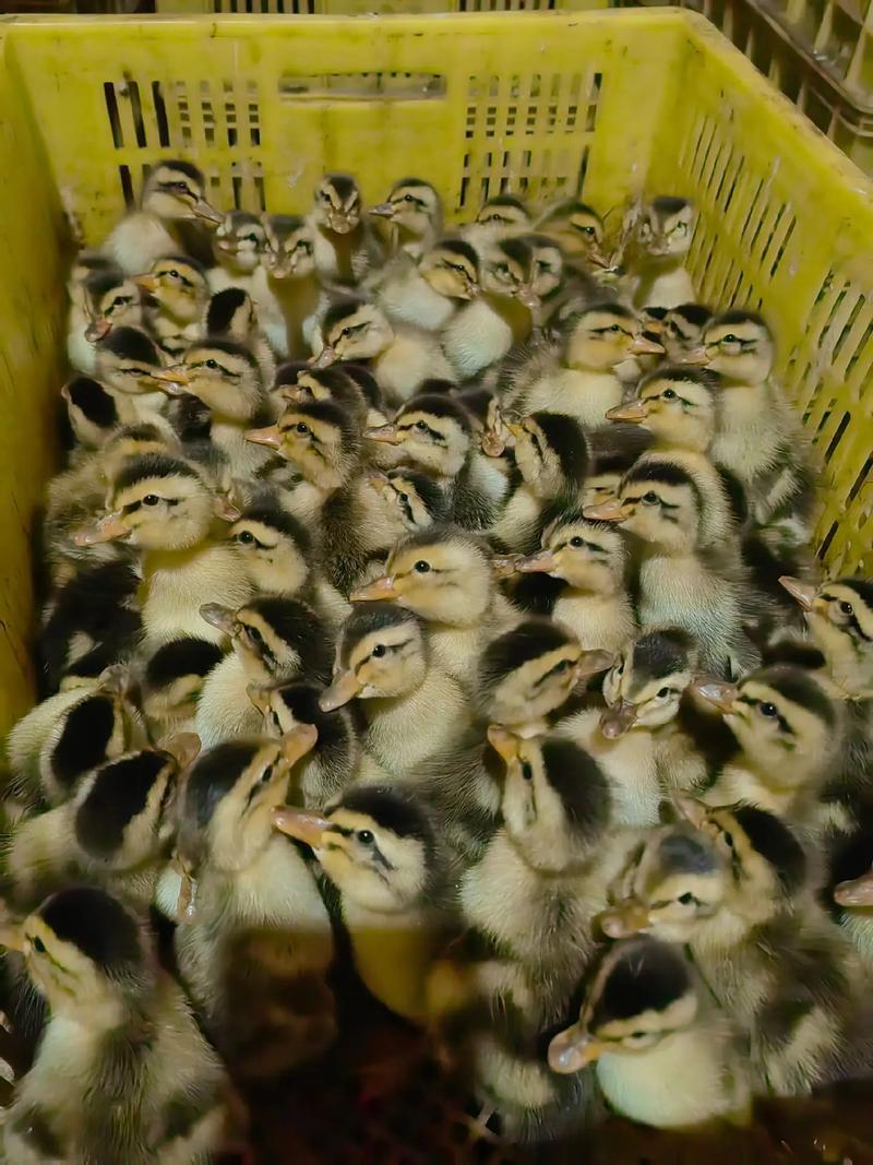 麻鴨苗與成品鴨收購
