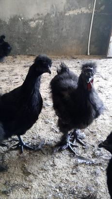 黑鳳烏雞雞苗供應信息