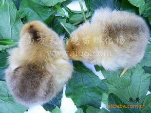 廣州市白云區良田天翔雞苗孵化場 優質麻黃雞苗與鵝苗供應商