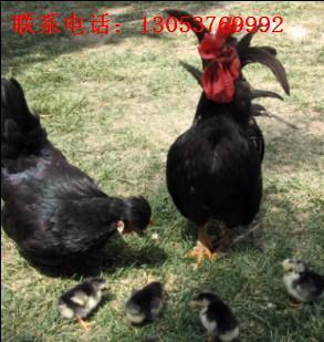 廣西元寶雞雞苗價格與種雞場介紹