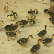 鵝苗養殖與公司化管理 打造高效農業產業鏈