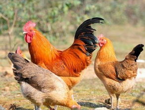 攜手共贏，誠招廣西靈山土雞苗合作商與農產品代理加盟