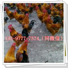 鵝苗的培育與養殖要點