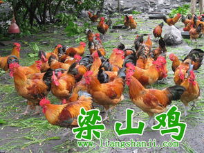 酉陽土雞苗、梁山青腳土雞苗與鵝苗的特色與養殖前景