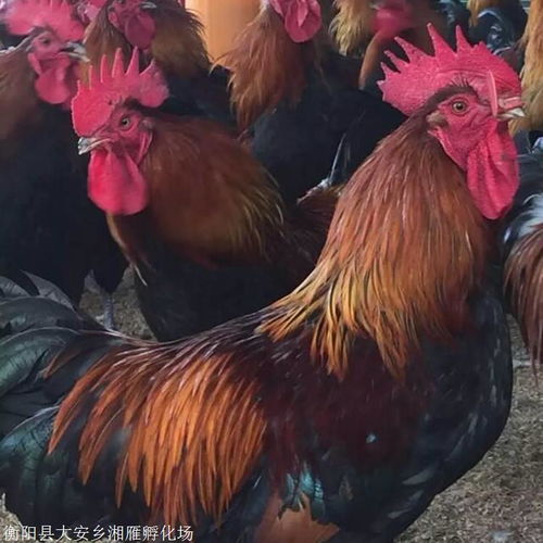 黑瑤雞苗與血毛土雞苗批發(fā)價(jià)格解析 抗病力強(qiáng)是亮點(diǎn)，鴨苗市場(chǎng)動(dòng)態(tài)