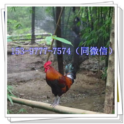 大荔西瓜行情與優(yōu)質(zhì)鴨苗供應(yīng)商指南