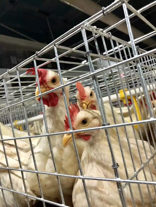 養(yǎng)殖寒冬中的堅(jiān)守 雞鴨豬接連虧損，春天是否藏在鵝苗里？