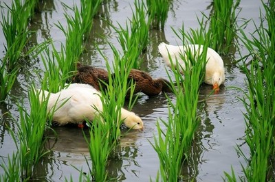 鴨苗與鵝苗 養(yǎng)殖入門(mén)指南