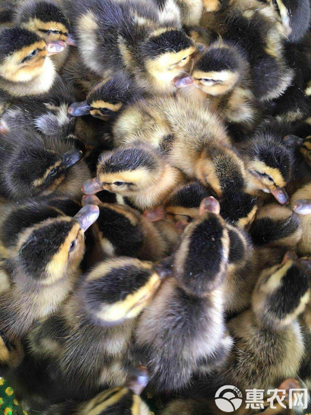 綠頭鴨苗市場(chǎng)觀察 青頭鴨脫溫苗每只15元，養(yǎng)殖前景與選購(gòu)指南