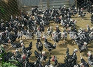 內(nèi)蒙古貴妃雞苗與鵝苗 鄂爾多斯、呼倫貝爾地區(qū)優(yōu)質(zhì)禽苗資源概覽