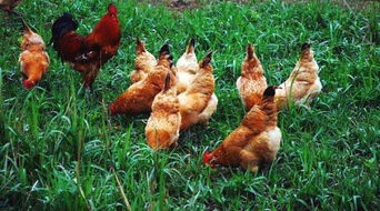 3月6日家禽市場(chǎng)觀察 雞蛋價(jià)格持續(xù)弱勢(shì)，雞苗市場(chǎng)異軍突起價(jià)格上揚(yáng)