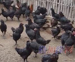 精選綠殼蛋雞苗，信賴四川繁育基地——高效高產(chǎn)之選