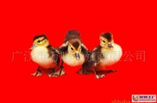 供應(yīng)超大型健鴨苗（番鴨），品質(zhì)與實(shí)力大不同