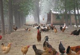 精準對接禽苗市場 一站式獲取雞苗、鴨苗求購與批發(fā)信息指南