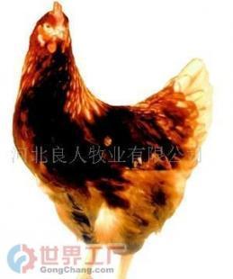 聚焦優質禽類種源 無公害雞蛋與健康雞苗的批發指南