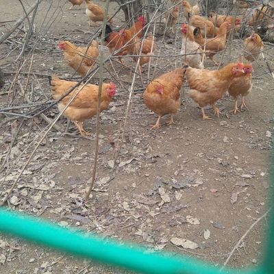 皖南黃雞苗與優質土雞苗、鴨苗的養殖價值及選購指南