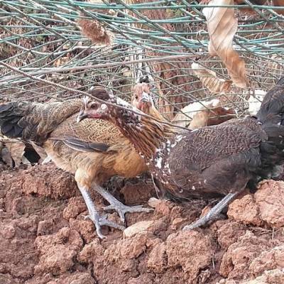 烏骨雞苗市場行情 批發報價與品種選購指南