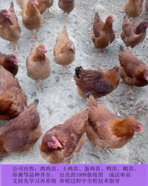 肉雞雞苗市場行情解析 報價趨勢、廠家選擇與養殖指南
