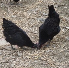 優質雞苗 現代養殖業的高效起點