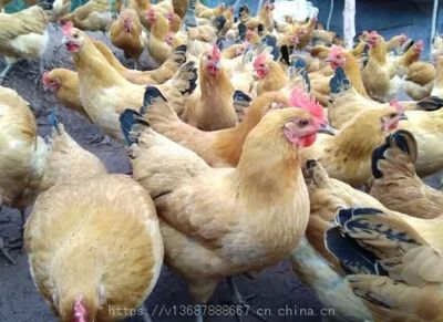 禽業養殖指南 優質雞苗選購、疾病預防與特種雞苗市場分布