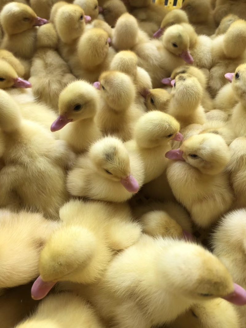 白番鴨 優質大種白番鴨苗的選育與養殖前景