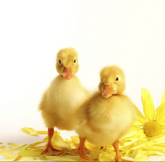 廣州鑫康華禽業 專業鴨苗批發與細節展示