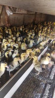 優質肉鴨苗批發 6元/斤，200斤起批，助力養殖戶穩產增收