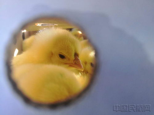 天津貨航開通特色鵝苗運輸航線 為現代農業產銷注入新動能