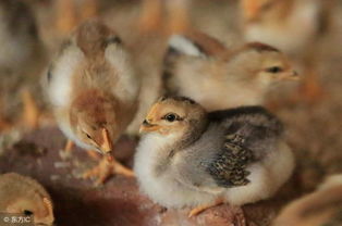 2018年5月30日雞苗主產區市場觀察 挺價意愿強勁，價格走勢與雞價、鴨苗關聯分析