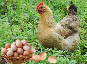 鞍山地區優質土雞苗批發與河北專業雞苗廠家聯系方式及養殖技術指南